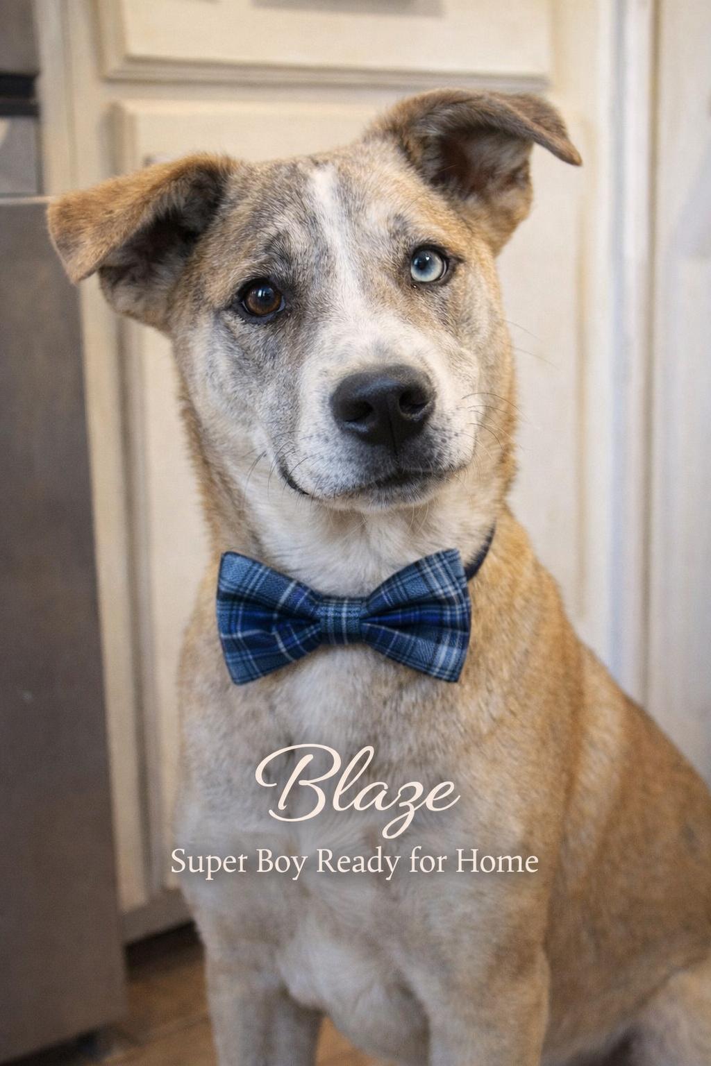 Enlarge Blaze, a ADOPTABLE Mixed Breed in Livingston, TX image 2/2