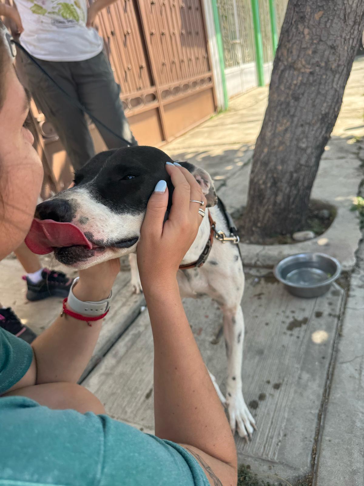 Enlarge Julieta, a Adoptable mixed breed in Vancouver, BC image 2/6