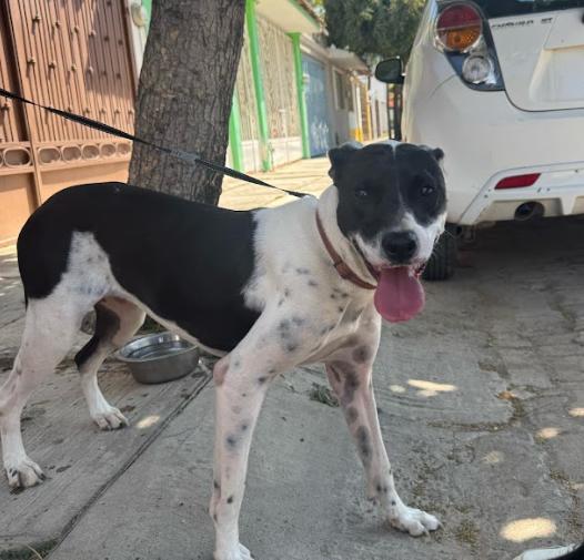 Enlarge Julieta, a Adoptable mixed breed in Vancouver, BC image 1/6