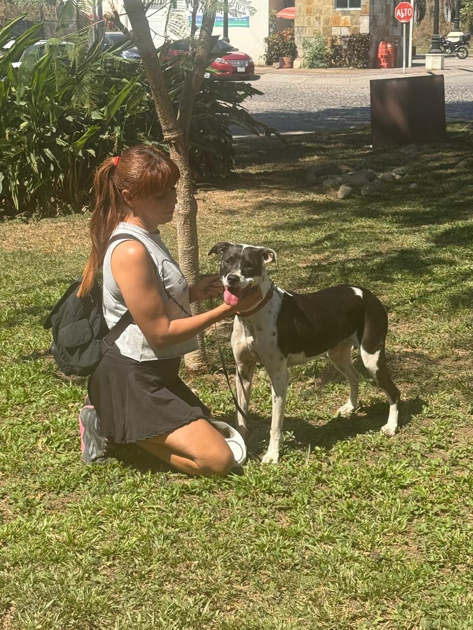 Enlarge Julieta, a Adoptable mixed breed in Vancouver, BC image 3/6