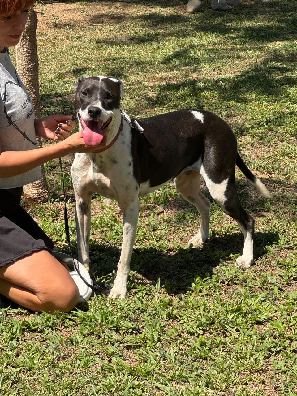 Enlarge Julieta, a Adoptable mixed breed in Vancouver, BC image 4/6
