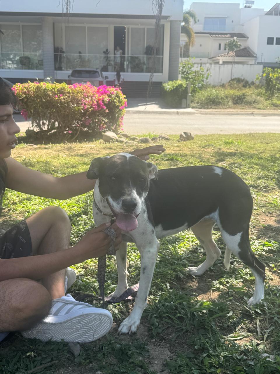 Enlarge Julieta, a Adoptable mixed breed in Vancouver, BC image 6/6