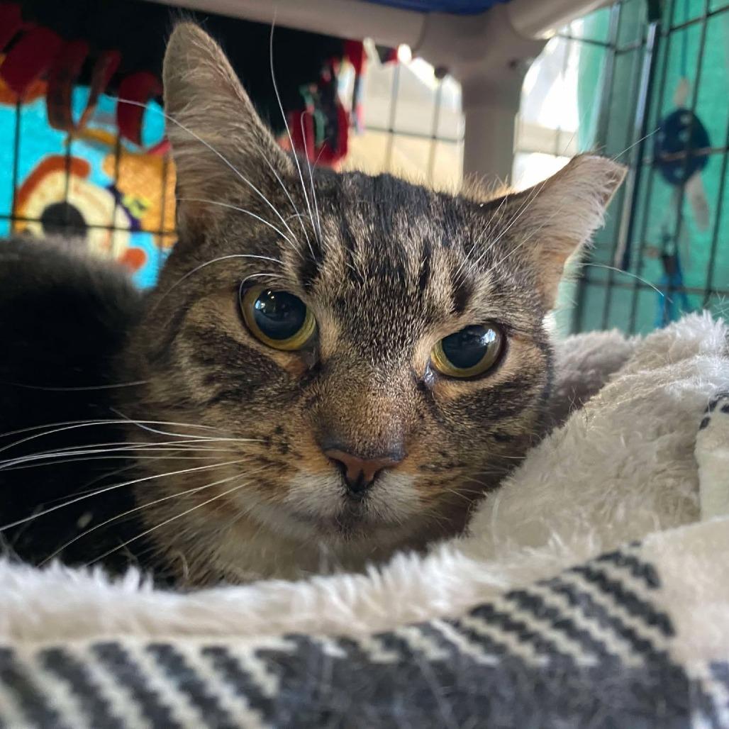 Alana, a Adoptable Domestic Short Hair in Hampton Bays, NY image 1/3