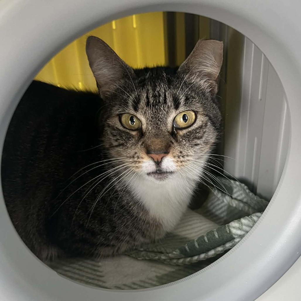 Enlarge Alana, a Adoptable Domestic Short Hair in Hampton Bays, NY image 2/5