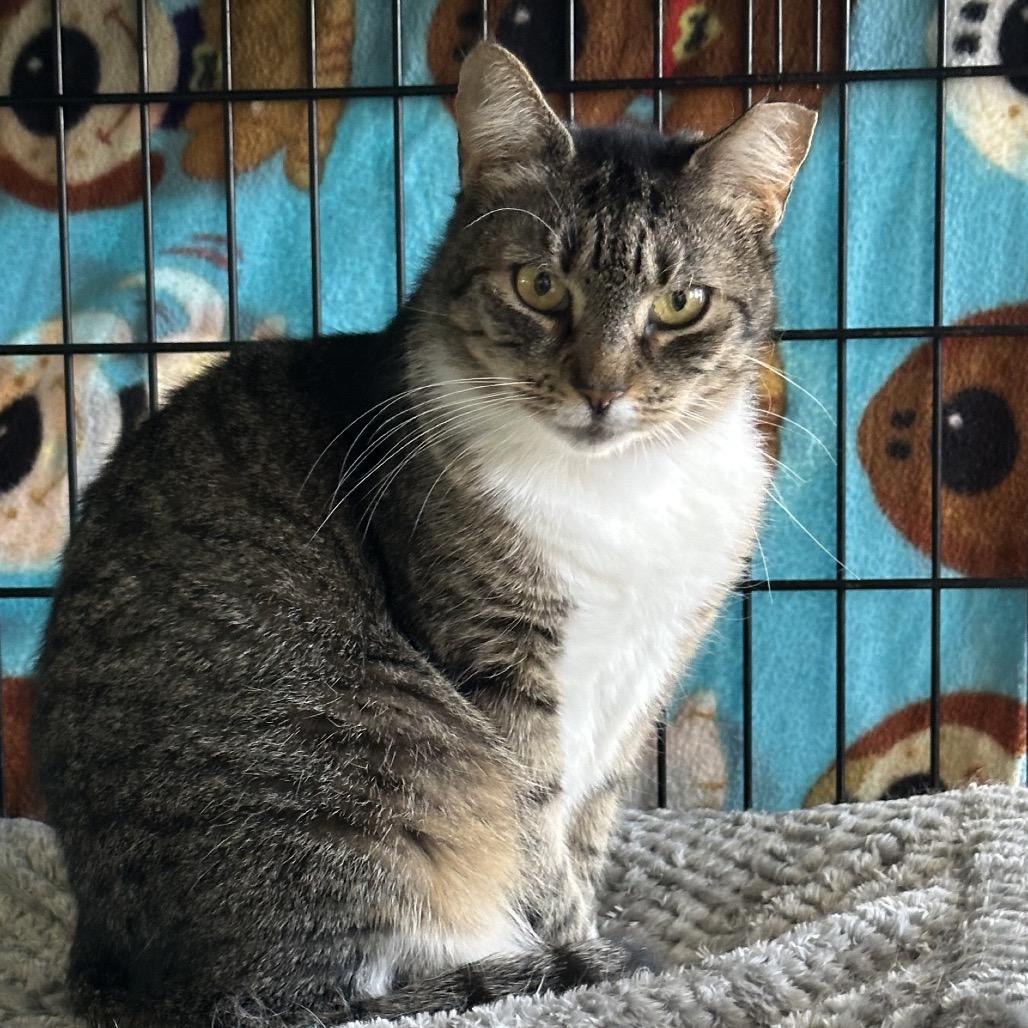Alana, a Adoptable Domestic Short Hair in Hampton Bays, NY image 2/3