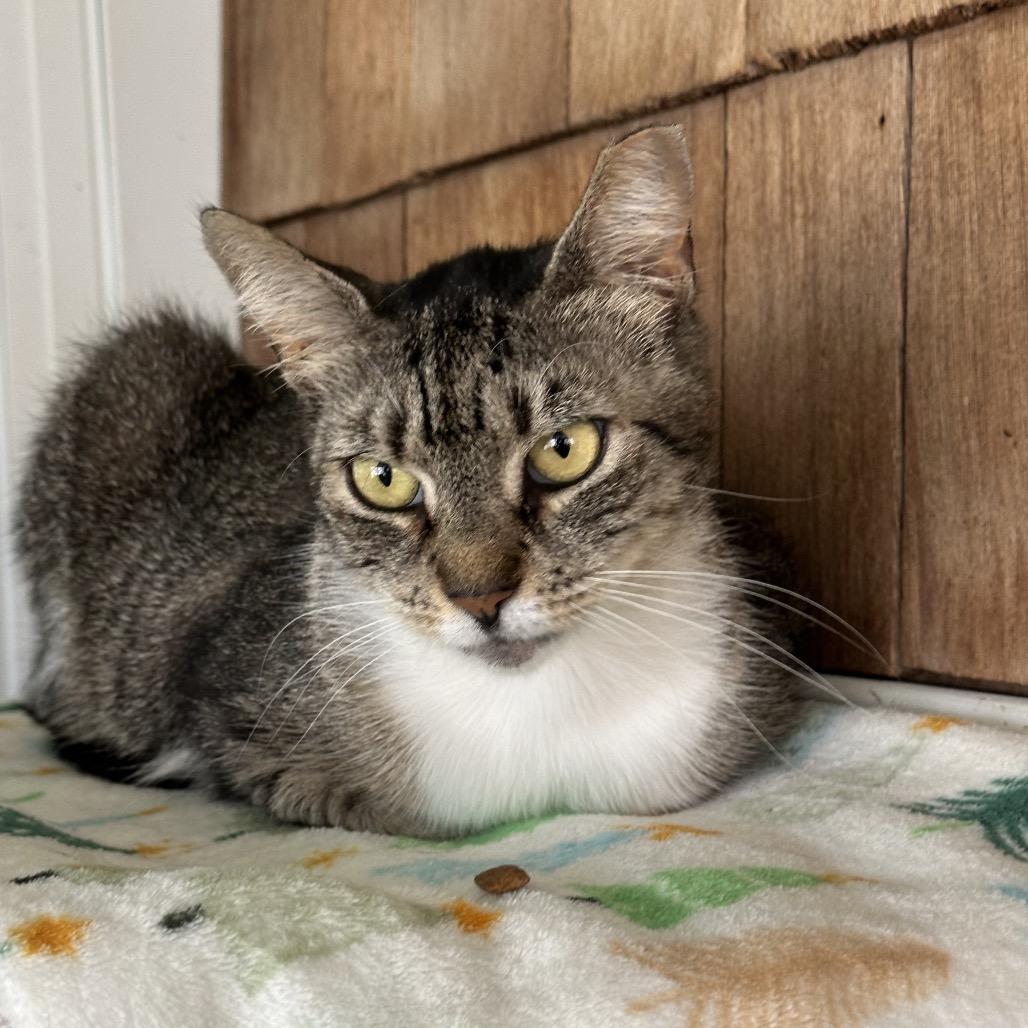 Alana, a Adoptable Domestic Short Hair in Hampton Bays, NY image 3/3