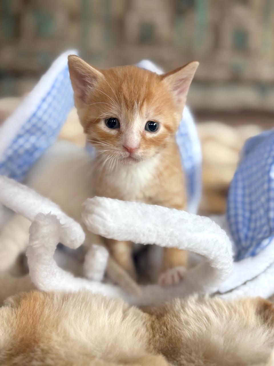 Levi, an adoptable Domestic Short Hair in Minneapolis, MN image 2/2