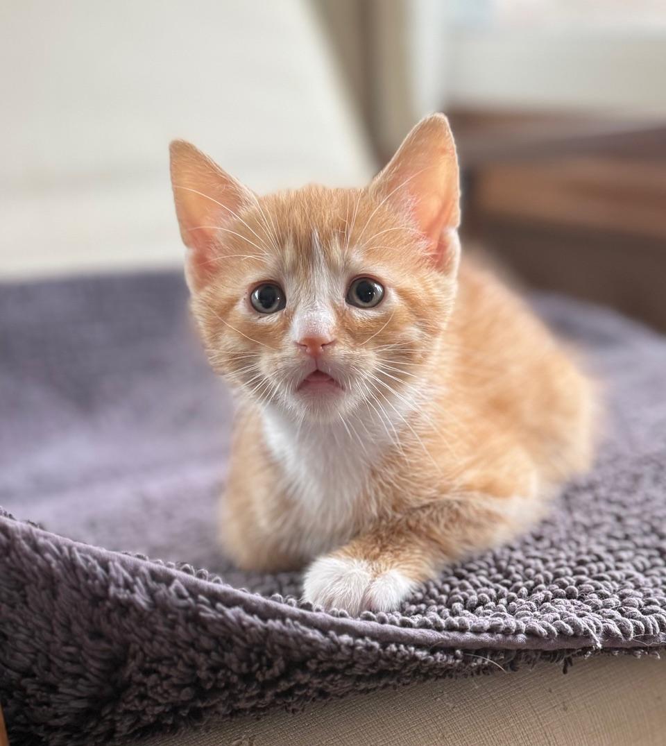 Levi, an adoptable Domestic Short Hair in Minneapolis, MN image 1/2