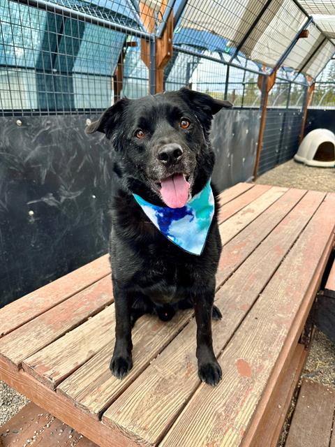 Enlarge GIZMONDO, a Adoptable mixed breed in Frisco, CO image 1/1
