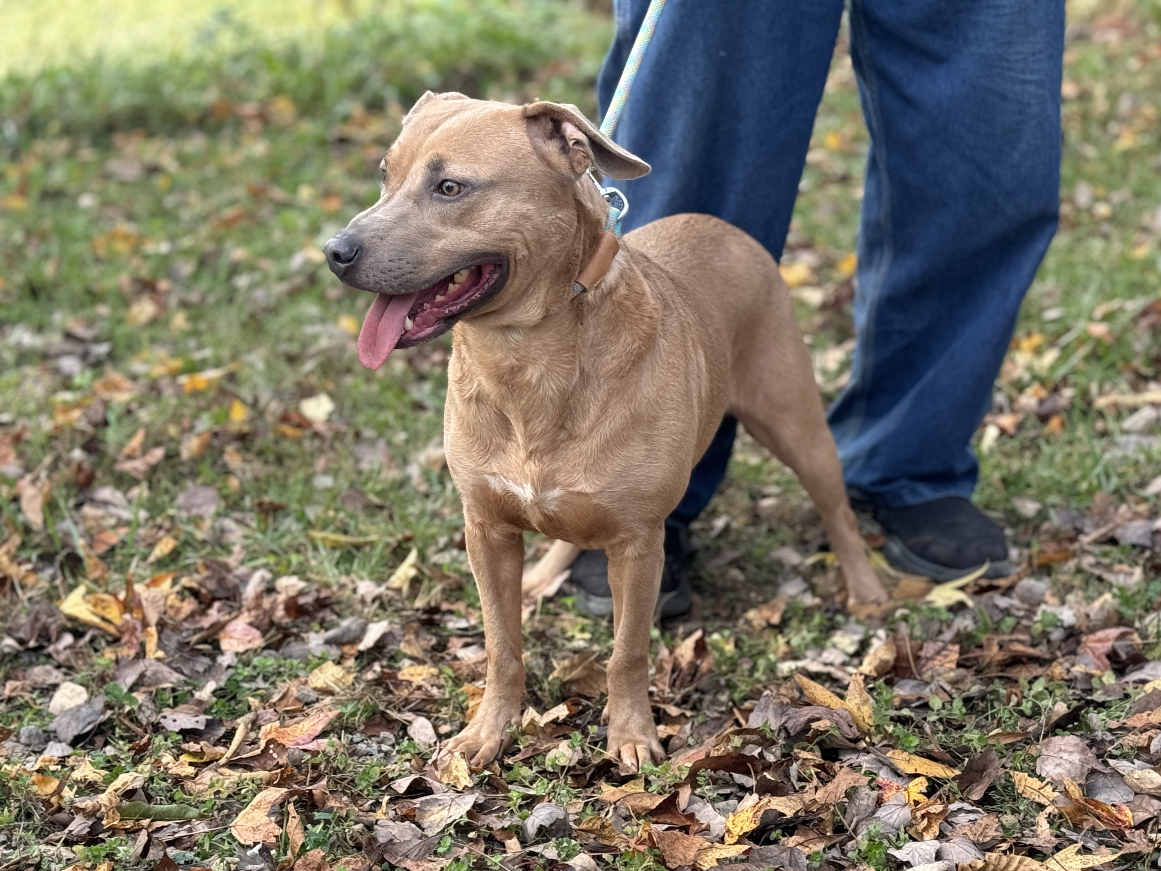 Byron, a Adoptable mixed breed in Gradyville, KY image 2/6