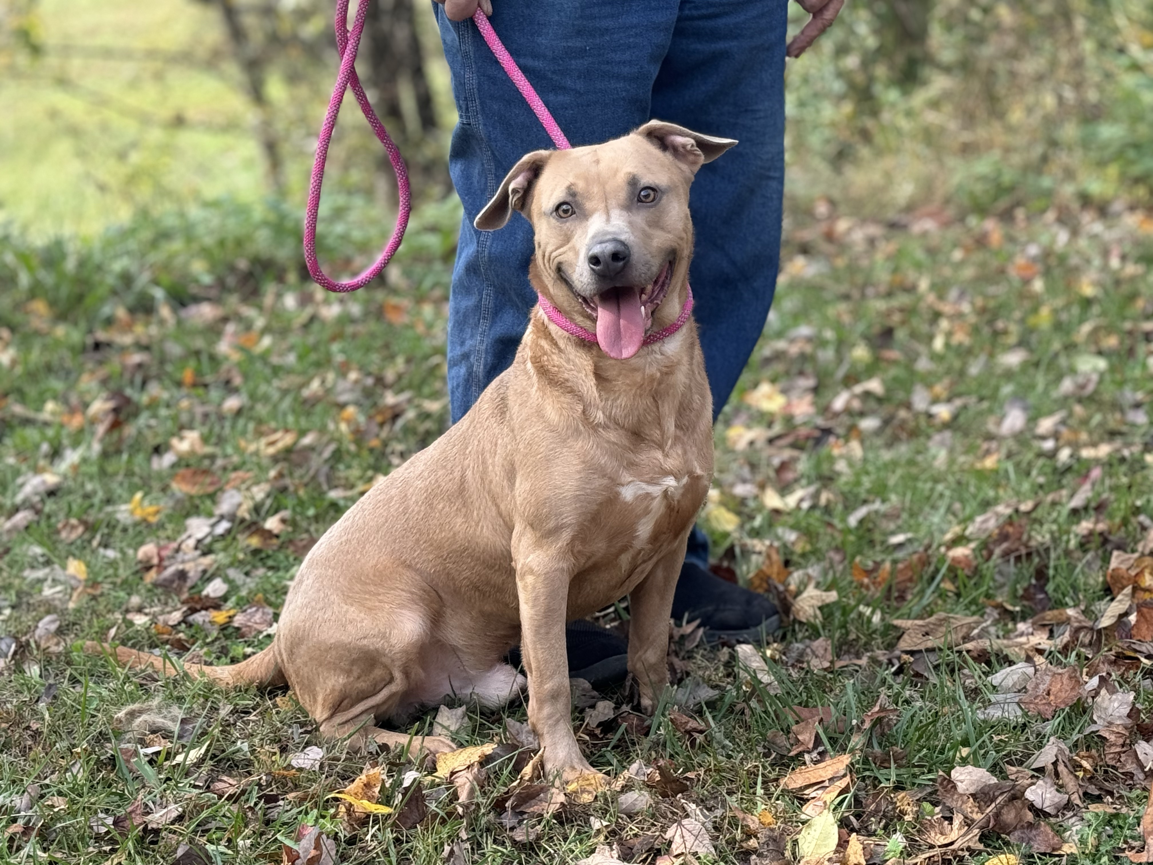 Byron, a Adoptable mixed breed in Gradyville, KY image 3/6