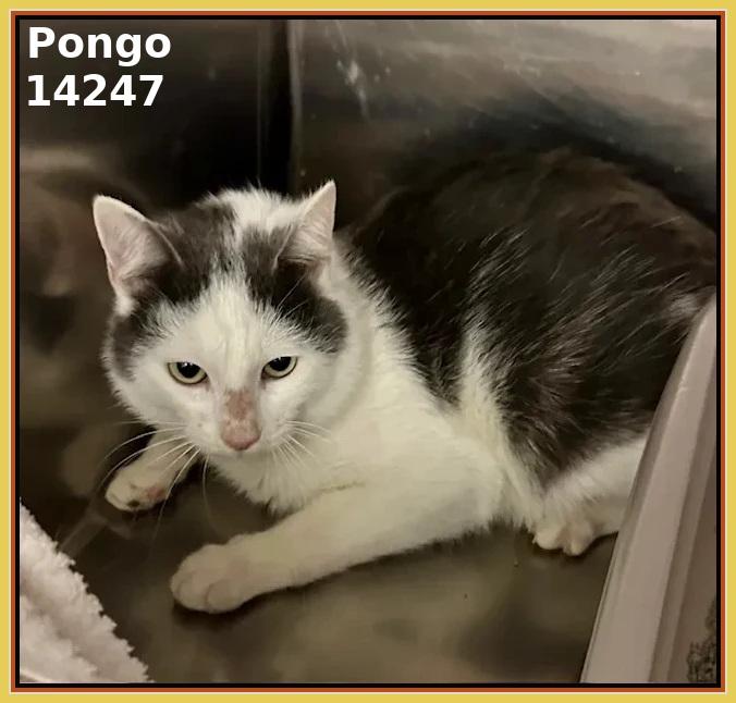 Enlarge PONGO, a Adoptable mixed breed in Marietta, GA image 2/3