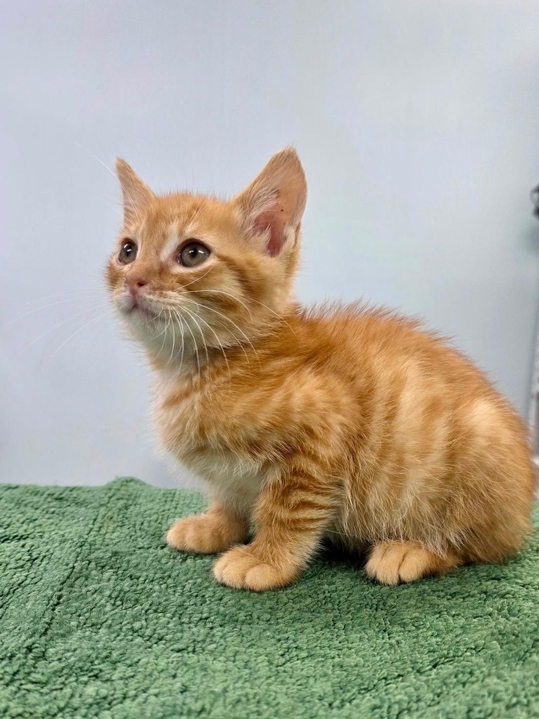 Ernie, an adopted Domestic Short Hair in Gainesville, FL image 1/6