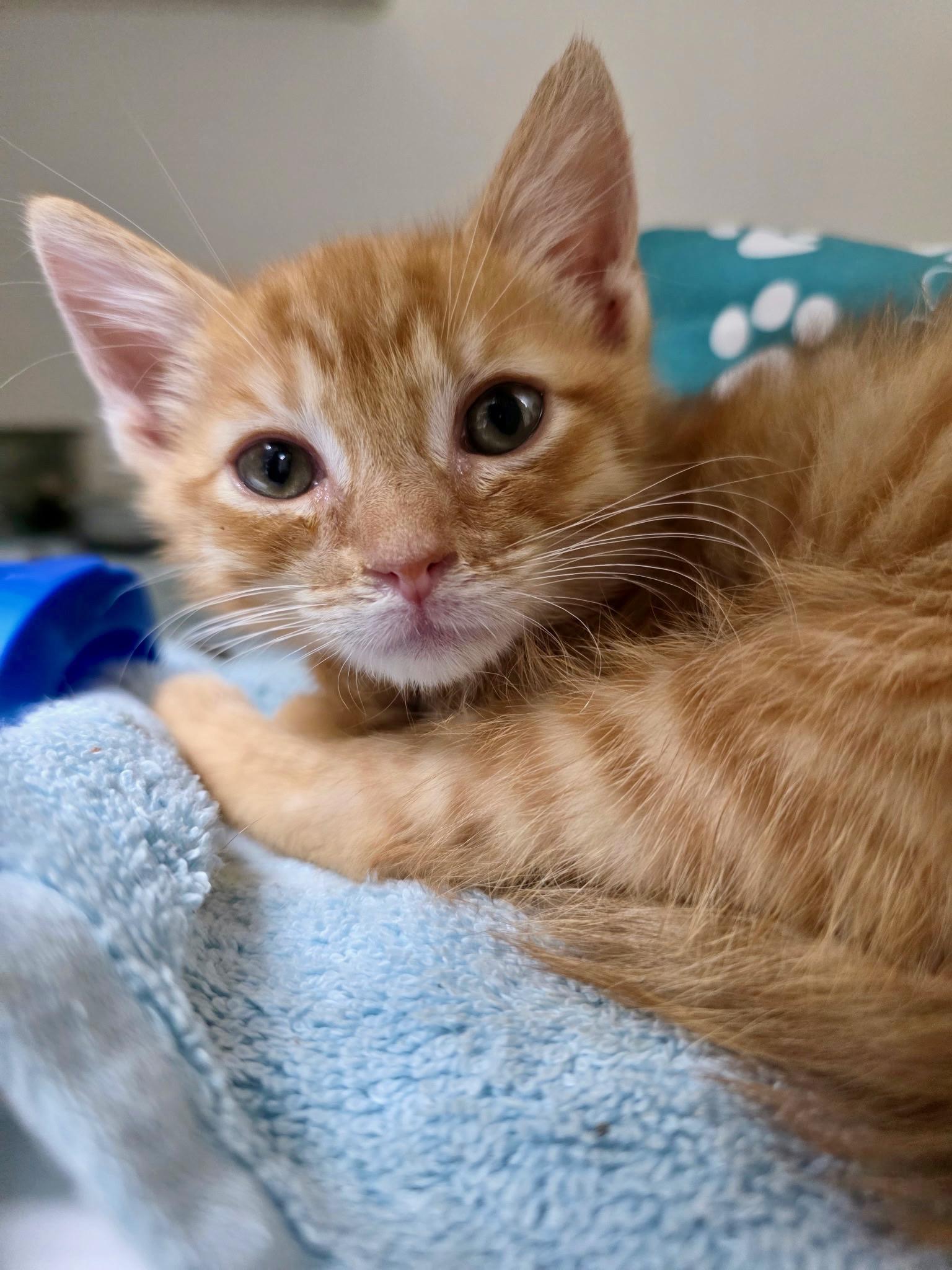 Ernie, an adopted Domestic Short Hair in Gainesville, FL image 2/6