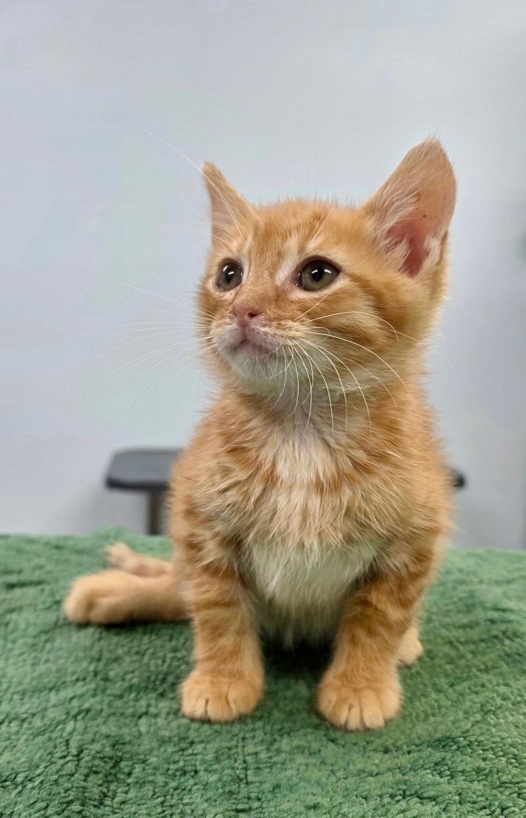 Ernie, an adopted Domestic Short Hair in Gainesville, FL image 5/6