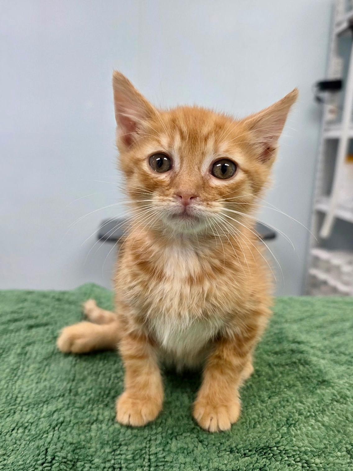 Ernie, an adopted Domestic Short Hair in Gainesville, FL image 6/6