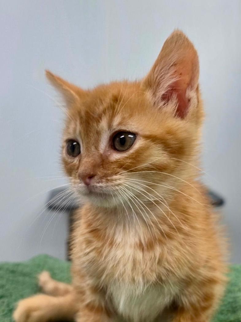 Ernie, an adopted Domestic Short Hair in Gainesville, FL image 3/6