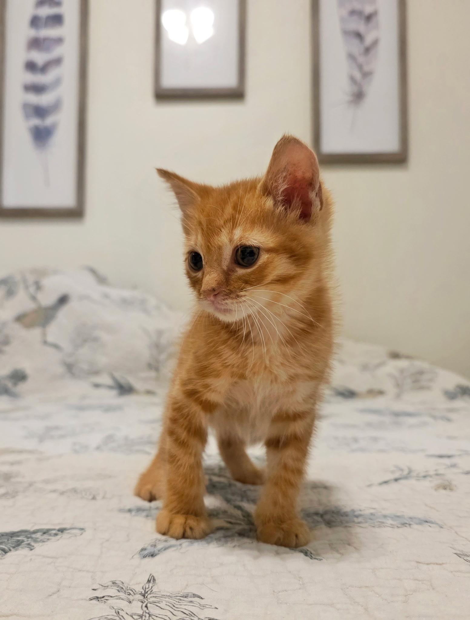 Ernie, an adopted Domestic Short Hair in Gainesville, FL image 4/6
