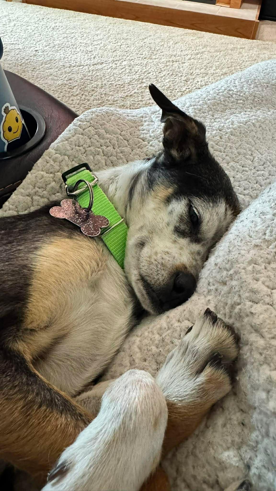 Gizmo, a ADOPTABLE Mixed Breed in Sioux Falls, SD image 2/3