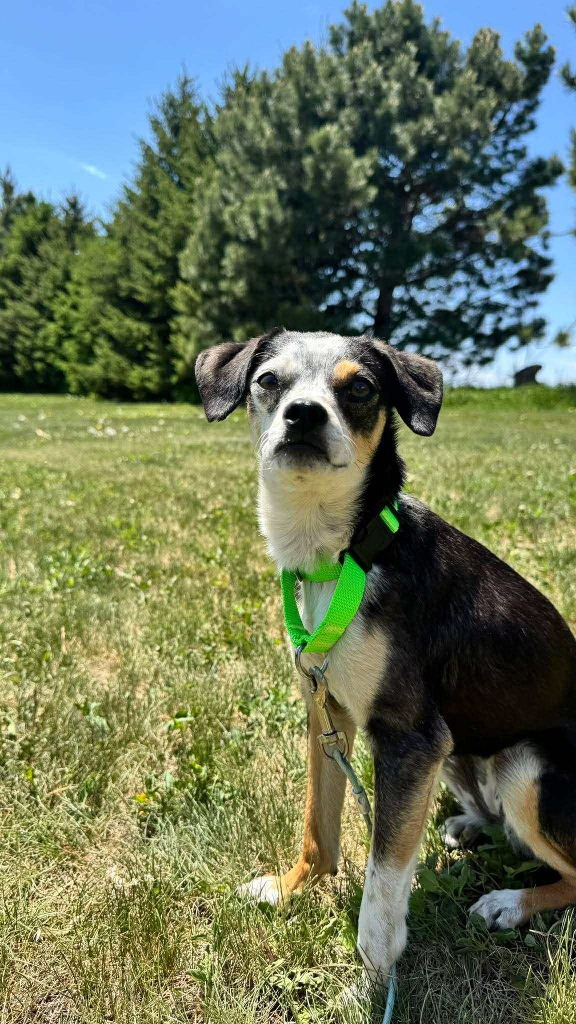 Gizmo, a ADOPTABLE Mixed Breed in Sioux Falls, SD image 1/3