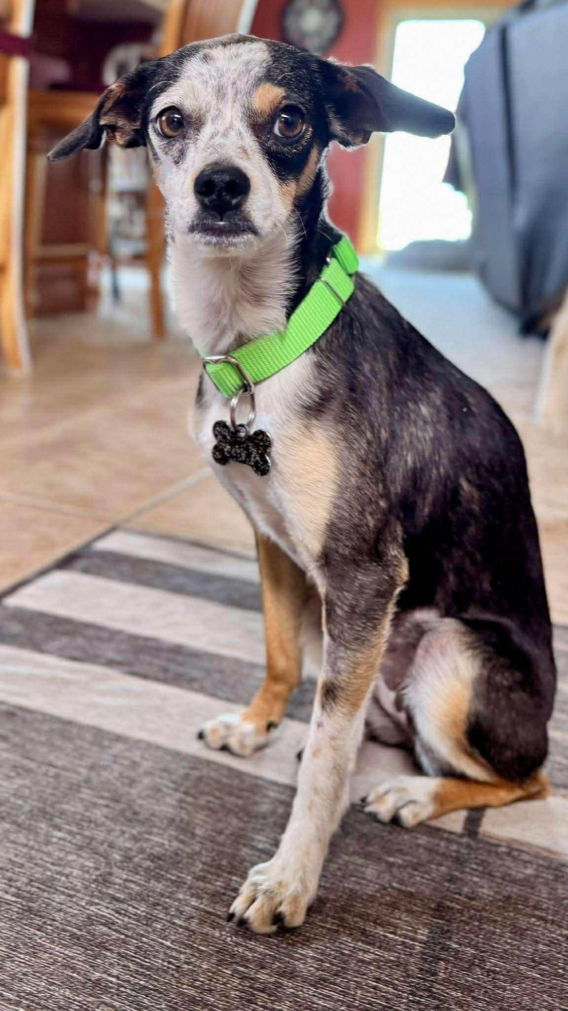Gizmo, a ADOPTABLE Mixed Breed in Sioux Falls, SD image 3/3
