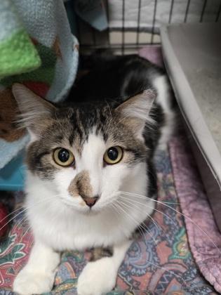 Enlarge Faulkner - handsome!, a ADOPTABLE Domestic Medium Hair in Oshkosh, WI image 1/3