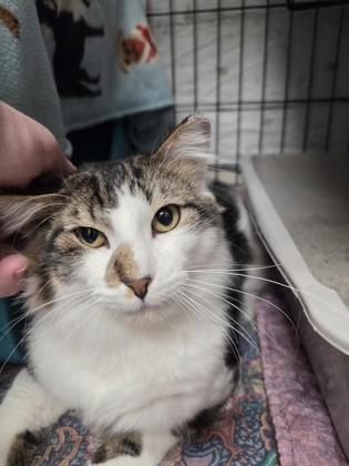 Enlarge Faulkner - handsome!, a ADOPTABLE Domestic Medium Hair in Oshkosh, WI image 3/3