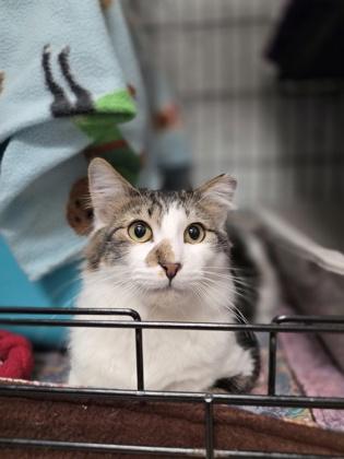 Enlarge Faulkner - handsome!, a ADOPTABLE Domestic Medium Hair in Oshkosh, WI image 2/3