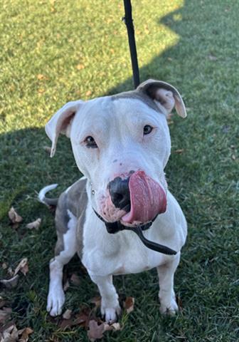 LENNOX, Adoptable, Adult Male Dogo Argentino & Pit Bull Terrier.