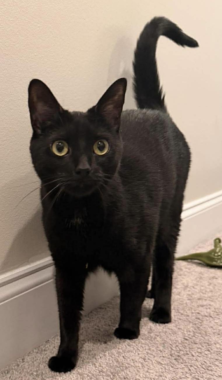 Luna, ADOPTABLE, Young Female Domestic Short Hair.