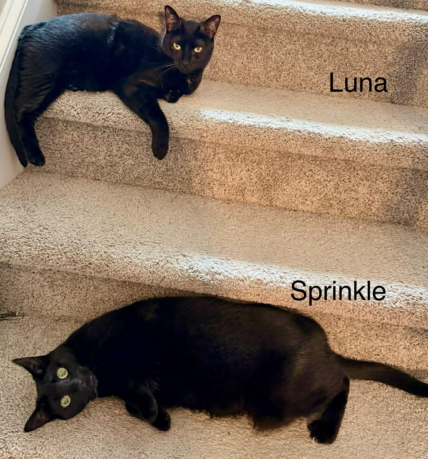 Enlarge Luna, a ADOPTABLE Domestic Short Hair in Fayetteville, NC image 4/6
