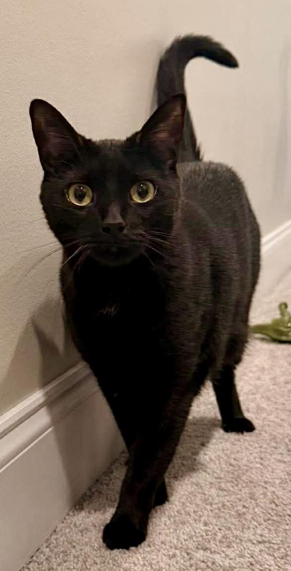 Enlarge Luna, a ADOPTABLE Domestic Short Hair in Fayetteville, NC image 3/6