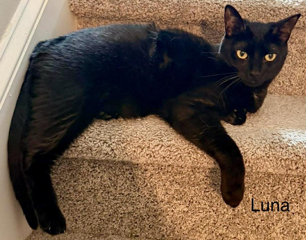 Enlarge Luna, a ADOPTABLE Domestic Short Hair in Fayetteville, NC image 5/6