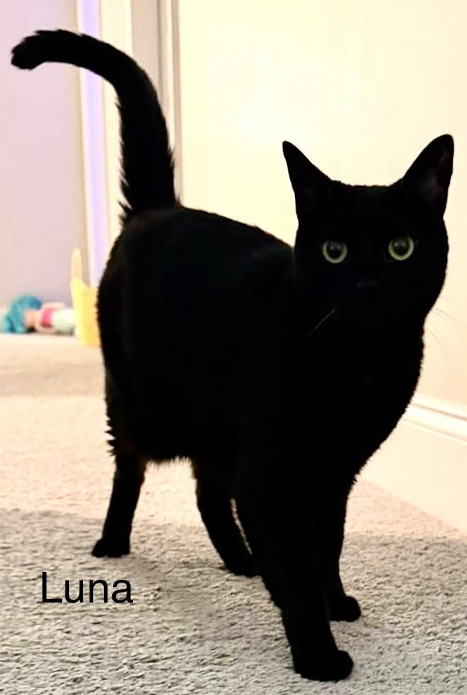 Enlarge Luna, a ADOPTABLE Domestic Short Hair in Fayetteville, NC image 6/6