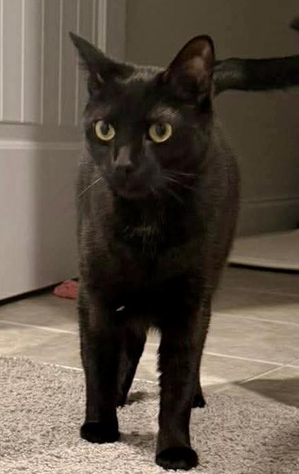 Enlarge Luna, a ADOPTABLE Domestic Short Hair in Fayetteville, NC image 2/6