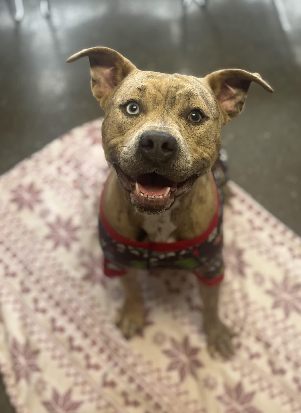 Enlarge Chevy, an adopted mixed breed in Valparaiso, IN image 3/3