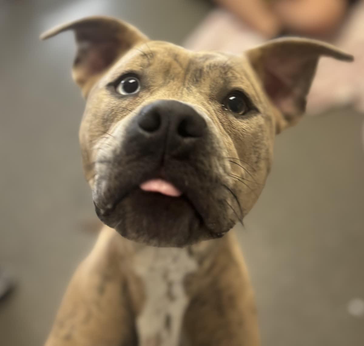 Enlarge Chevy, an adopted mixed breed in Valparaiso, IN image 2/3