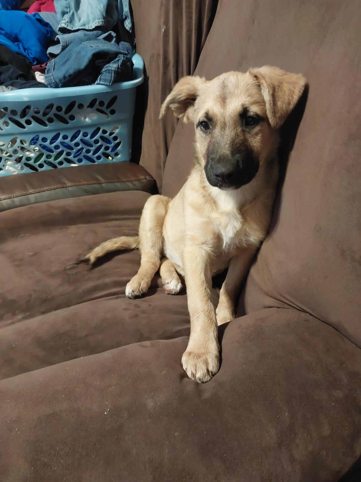 Buttercup, a Adoptable mixed breed in Arlington, WA image 2/4