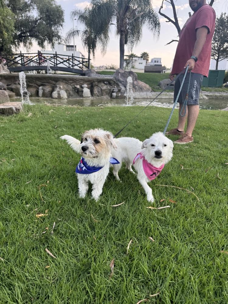 Ellie, Adoptable, Young Female Terrier.