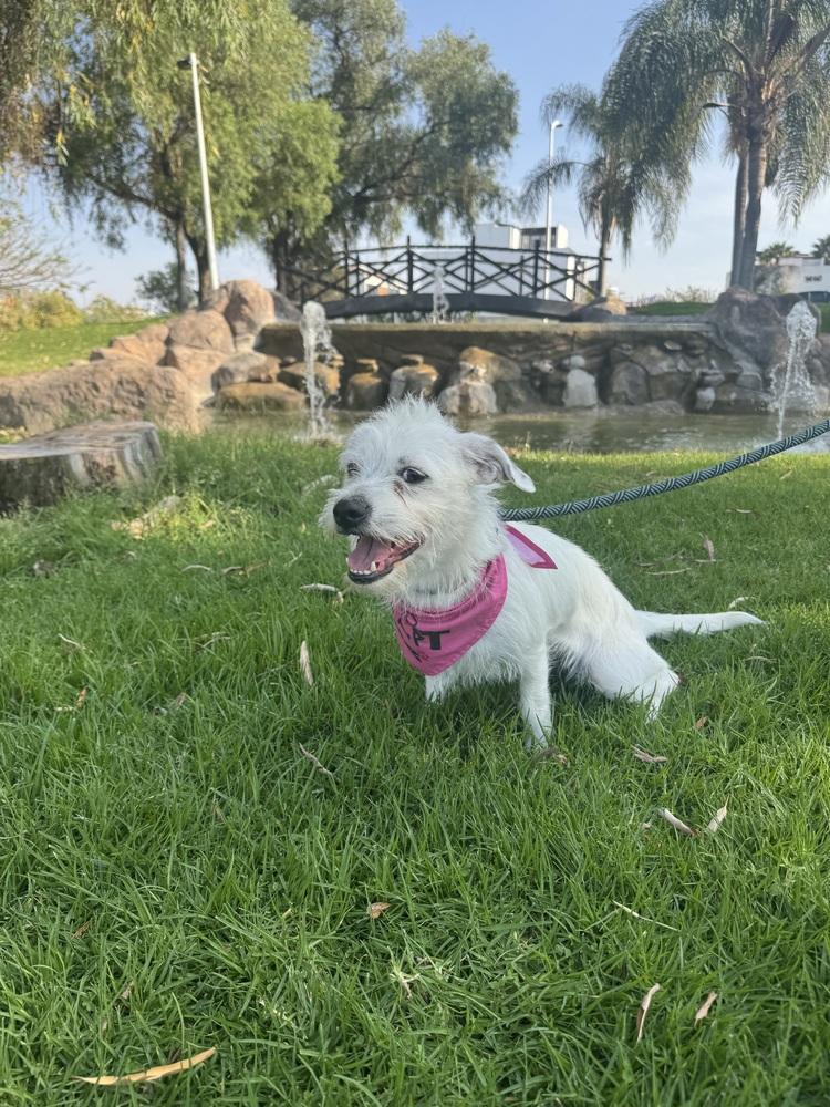 Enlarge Ellie, a Adoptable mixed breed in Gig Harbor, WA image 2/6