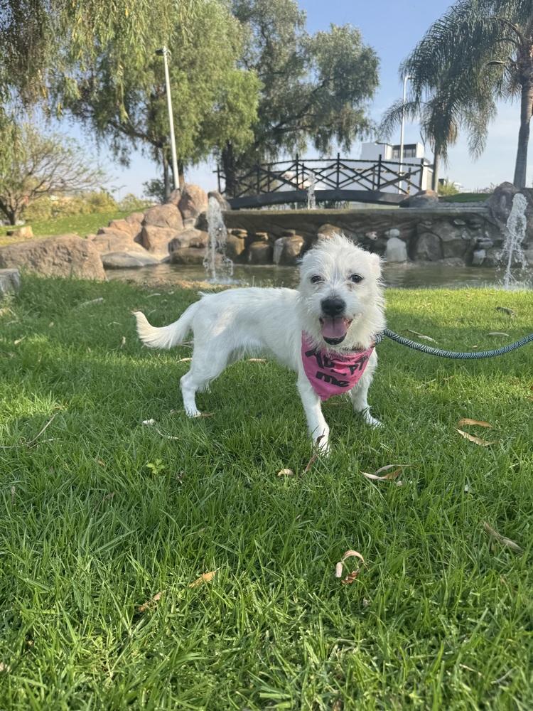 Enlarge Ellie, a Adoptable mixed breed in Gig Harbor, WA image 4/6