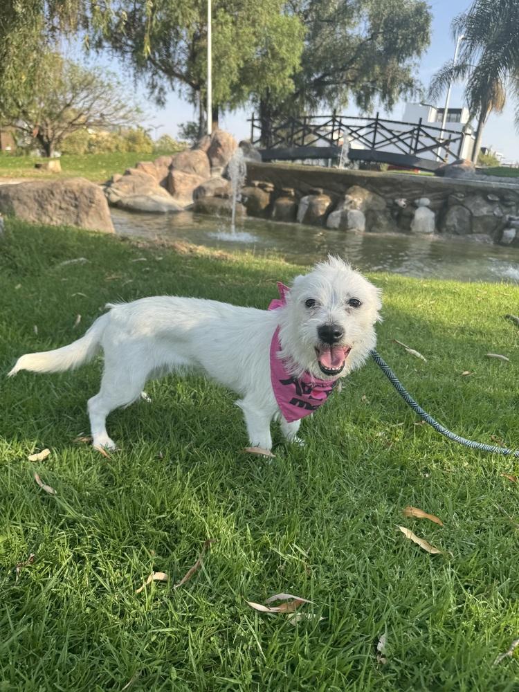 Enlarge Ellie, a Adoptable mixed breed in Gig Harbor, WA image 5/6