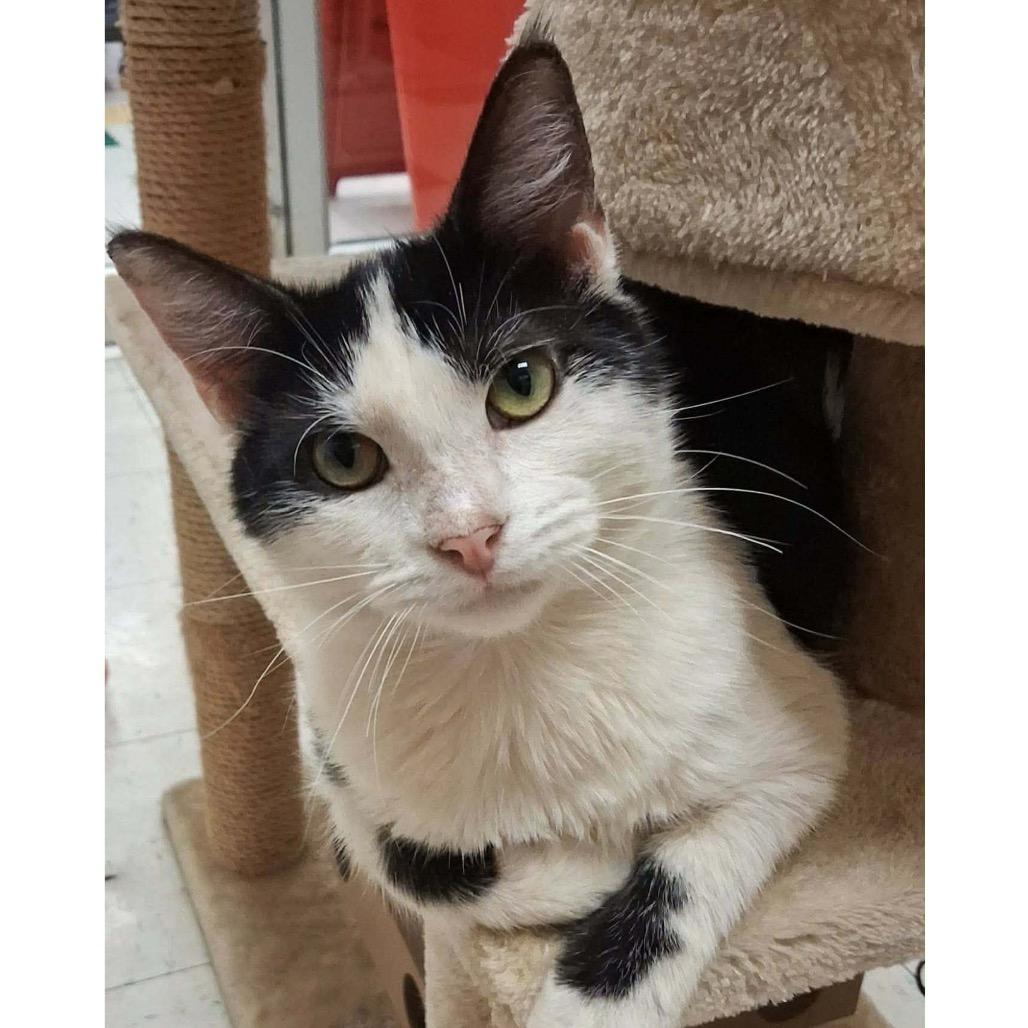 Polites, Adopted, Kitten Male Domestic Short Hair.