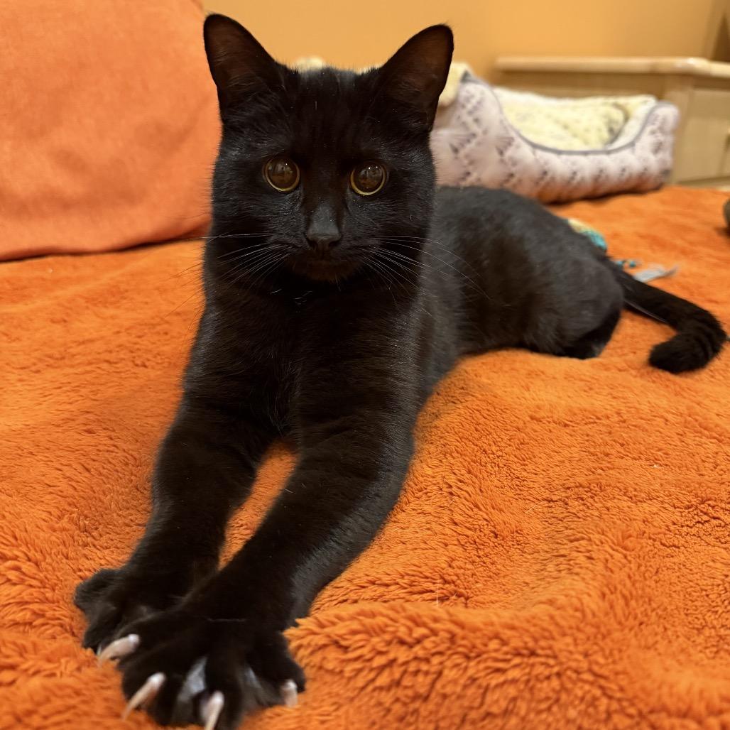 Princess, Adoptable, Adult Female Domestic Short Hair.