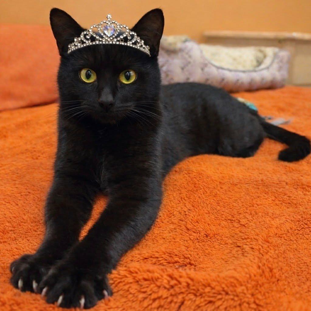 Princess, a Adoptable Domestic Short Hair in Fayetteville, GA image 2/3