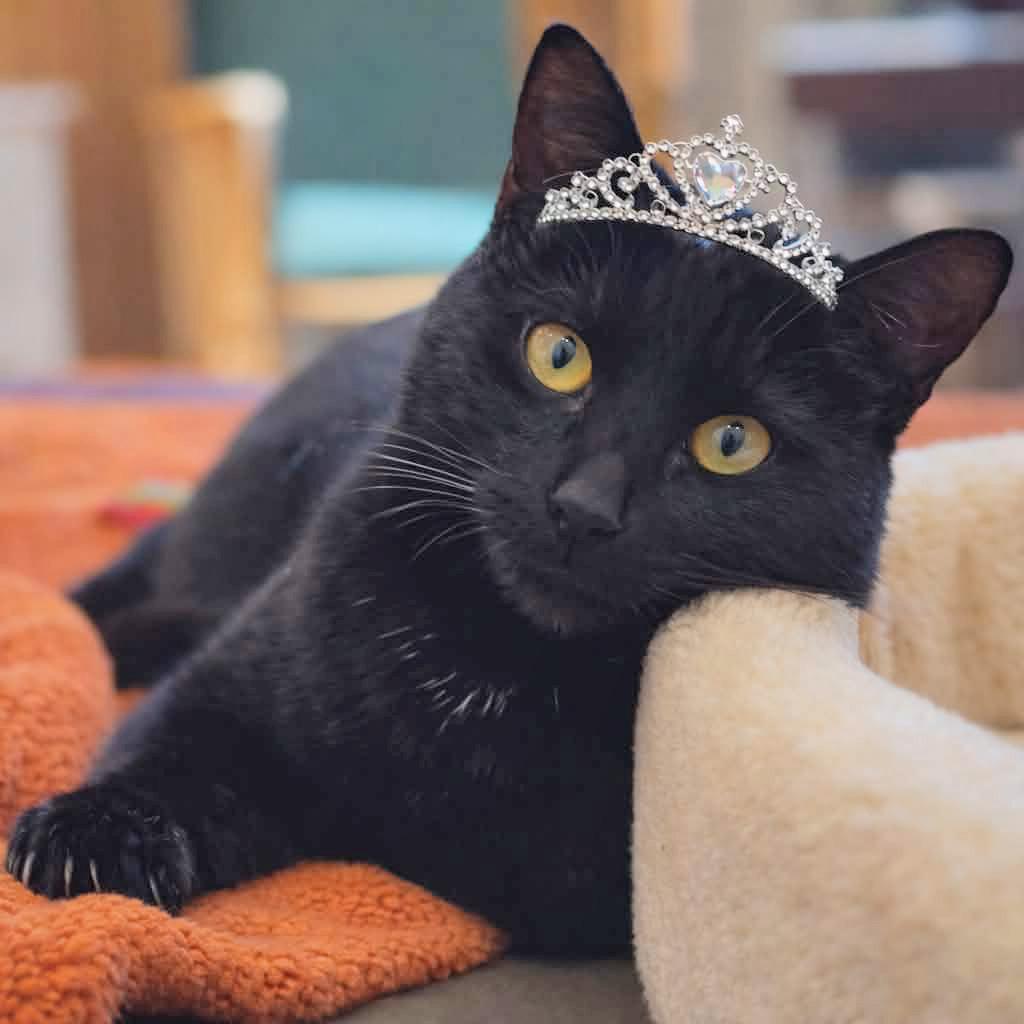 Princess, a Adoptable Domestic Short Hair in Fayetteville, GA image 3/3
