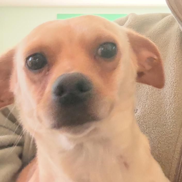 Enlarge Geoffrey, a Adoptable Chihuahua in Rockville, MD image 1/2