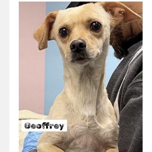 Enlarge Geoffrey, a Adoptable Chihuahua in Rockville, MD image 2/2