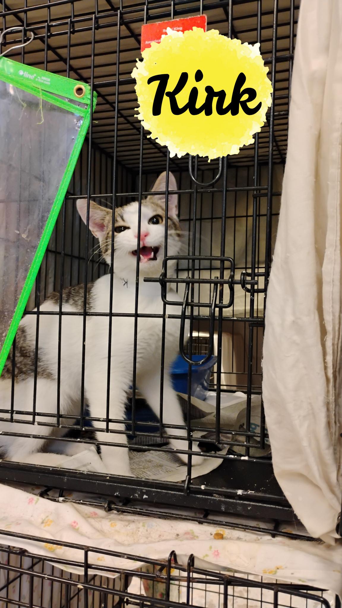 Kirk, Young Male Tabby