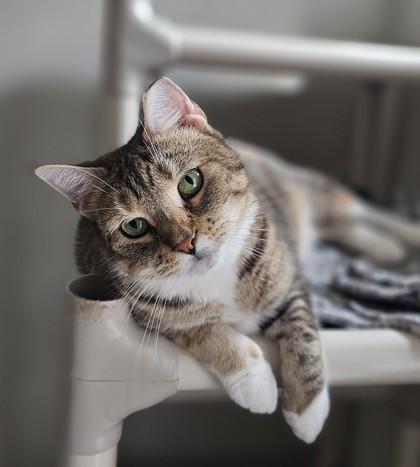 Bianca, a Adoptable Domestic Short Hair in Bath, NY image 1/2